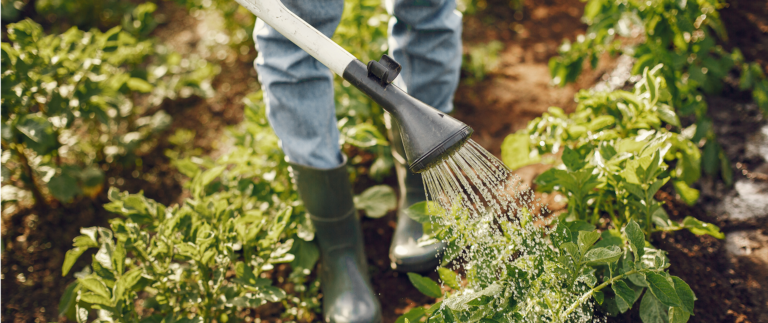 Fresh & Healthy Bites – From Farm to Your Home